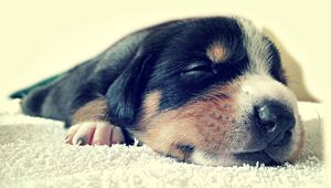 Preview wallpaper puppy, face, sleep, spotted