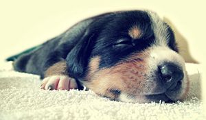 Preview wallpaper puppy, face, sleep, spotted