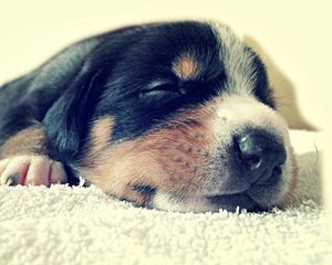 Preview wallpaper puppy, face, sleep, spotted