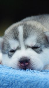 Preview wallpaper puppy, face, sleeping, cute