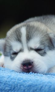 Preview wallpaper puppy, face, sleeping, cute