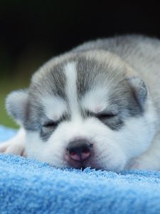 Preview wallpaper puppy, face, sleeping, cute