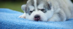 Preview wallpaper puppy, face, sleeping, cute