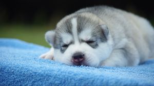 Preview wallpaper puppy, face, sleeping, cute