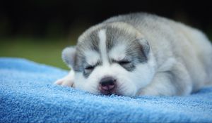 Preview wallpaper puppy, face, sleeping, cute