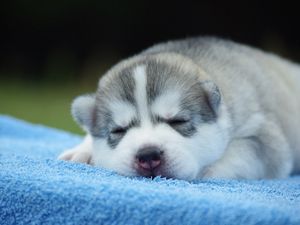 Preview wallpaper puppy, face, sleeping, cute