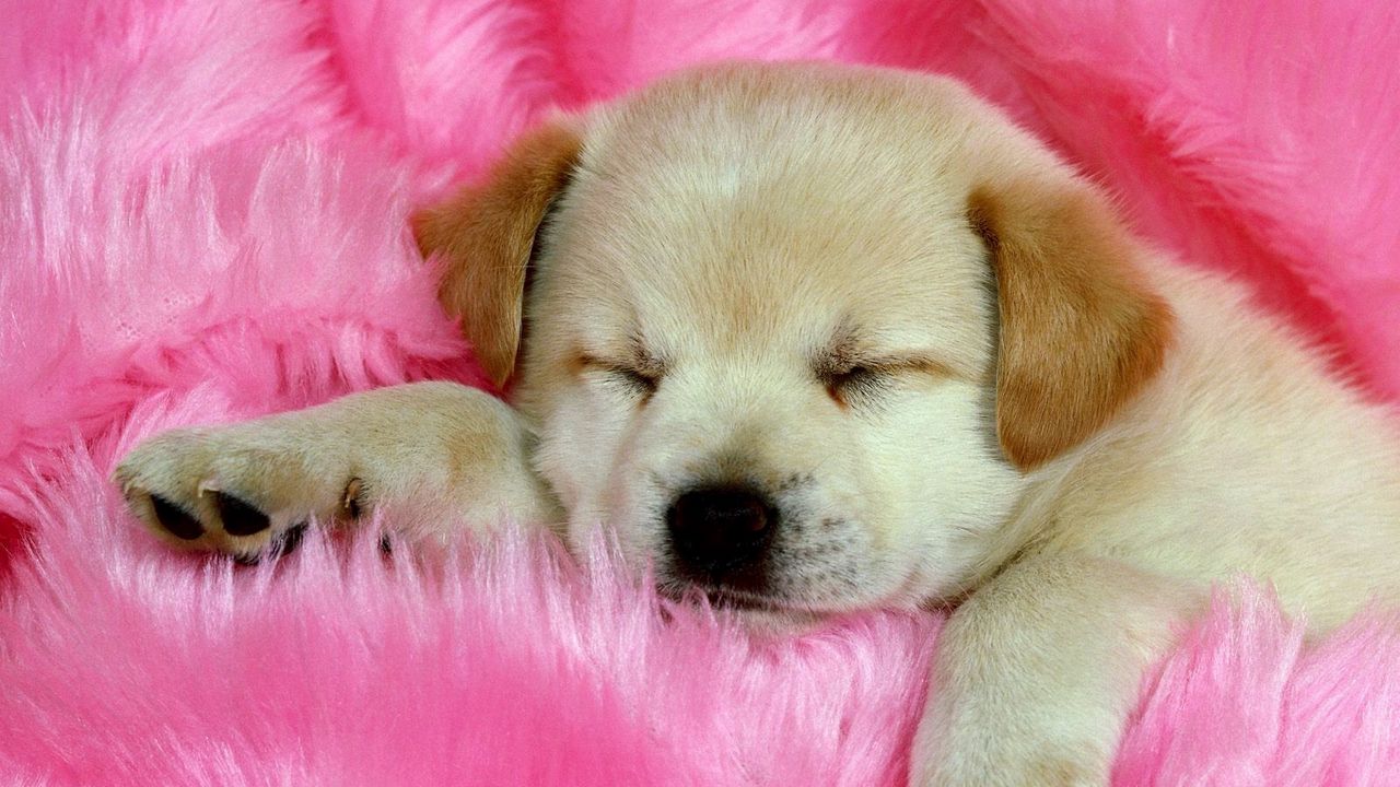 Wallpaper puppy, face, sleeping, fur