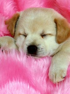 Preview wallpaper puppy, face, sleeping, fur