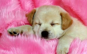 Preview wallpaper puppy, face, sleeping, fur