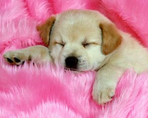 Preview wallpaper puppy, face, sleeping, fur