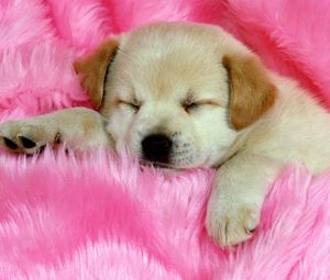Preview wallpaper puppy, face, sleeping, fur