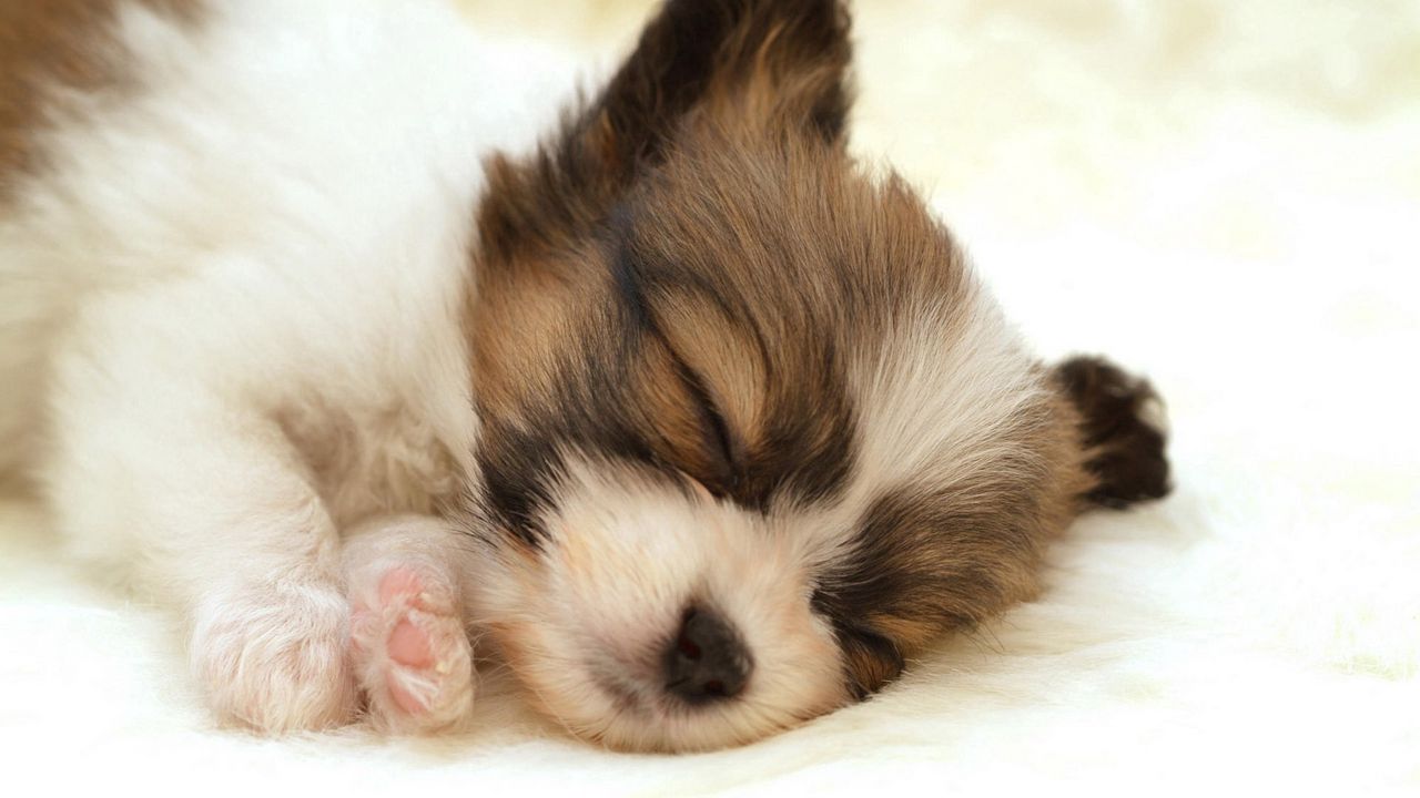Wallpaper puppy, face, sleeping, spotted