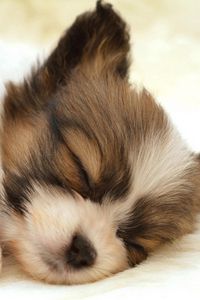 Preview wallpaper puppy, face, sleeping, spotted