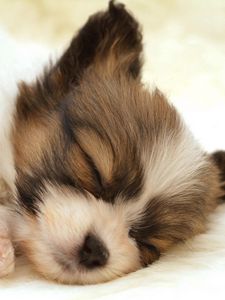 Preview wallpaper puppy, face, sleeping, spotted