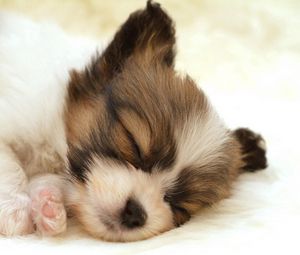 Preview wallpaper puppy, face, sleeping, spotted