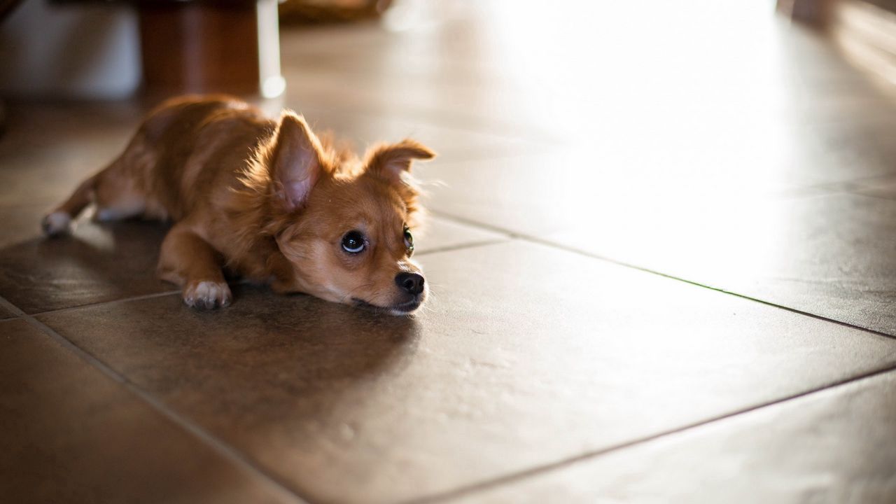 Wallpaper puppy, floor, lie, look, wait