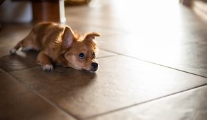 Preview wallpaper puppy, floor, lie, look, wait