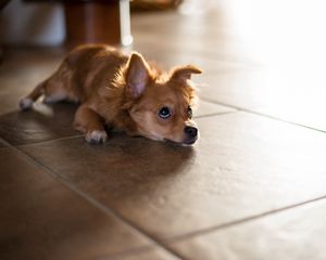 Preview wallpaper puppy, floor, lie, look, wait