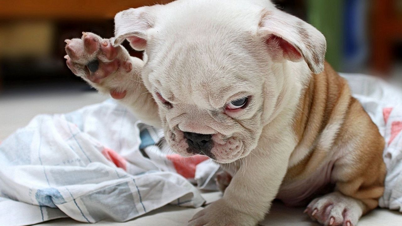 Wallpaper puppy, fold, bulldog, cute, dog