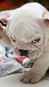 Preview wallpaper puppy, fold, bulldog, cute, dog