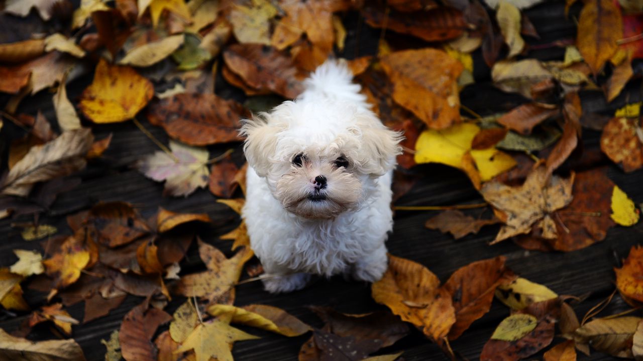 Wallpaper puppy, furry, dirt, leaves, autumn