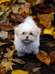 Preview wallpaper puppy, furry, dirt, leaves, autumn