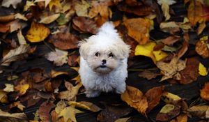Preview wallpaper puppy, furry, dirt, leaves, autumn