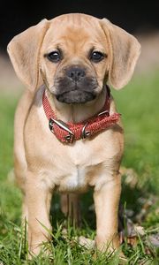 Preview wallpaper puppy, grass, collar