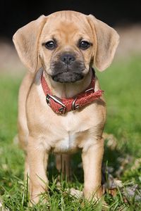 Preview wallpaper puppy, grass, collar