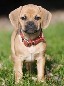 Preview wallpaper puppy, grass, collar