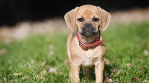 Preview wallpaper puppy, grass, collar