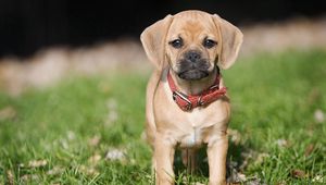 Preview wallpaper puppy, grass, collar