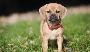 Preview wallpaper puppy, grass, collar