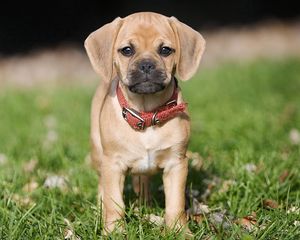 Preview wallpaper puppy, grass, collar