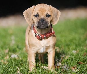 Preview wallpaper puppy, grass, collar