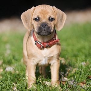 Preview wallpaper puppy, grass, collar