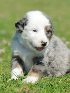 Preview wallpaper puppy, grass, daisies