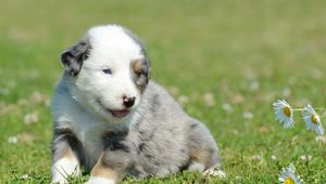 Preview wallpaper puppy, grass, daisies