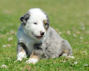 Preview wallpaper puppy, grass, daisies