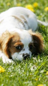 Preview wallpaper puppy, grass, face, flowers