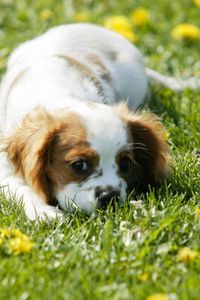 Preview wallpaper puppy, grass, face, flowers