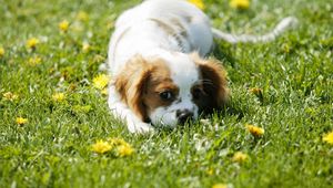 Preview wallpaper puppy, grass, face, flowers