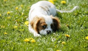 Preview wallpaper puppy, grass, face, flowers