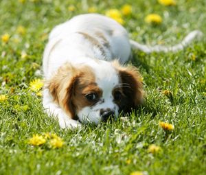 Preview wallpaper puppy, grass, face, flowers