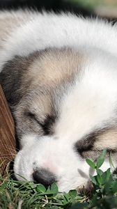 Preview wallpaper puppy, grass, face, sleep, darling