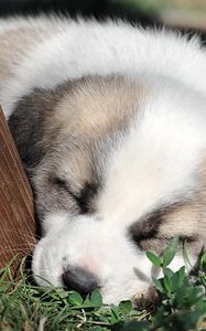 Preview wallpaper puppy, grass, face, sleep, darling