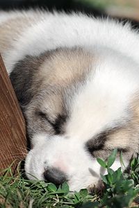 Preview wallpaper puppy, grass, face, sleep, darling