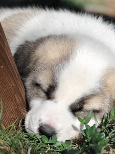 Preview wallpaper puppy, grass, face, sleep, darling