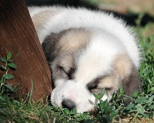 Preview wallpaper puppy, grass, face, sleep, darling