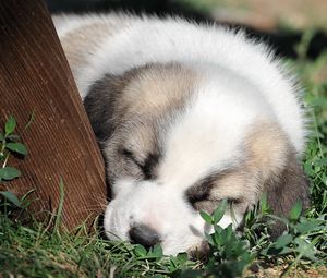 Preview wallpaper puppy, grass, face, sleep, darling